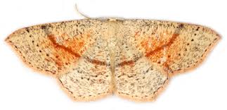 Attēlu rezultāti vaicājumam “Cyclophora punctaria”