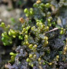 Attēlu rezultāti vaicājumam “Ptilidium ciliare”