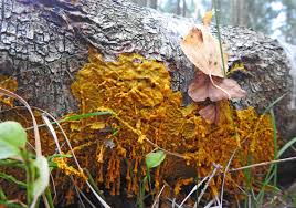 Attēlu rezultāti vaicājumam “Lycogala sphaeroconicum young”