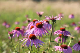 Image result for Echinacea purpurea