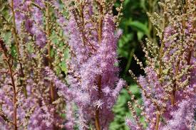 Attēlu rezultāti vaicājumam “Astilbe chinensis leaf”