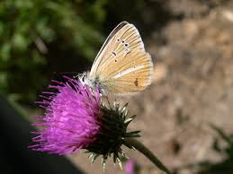 Attēlu rezultāti vaicājumam “Agrodiaetus damon”