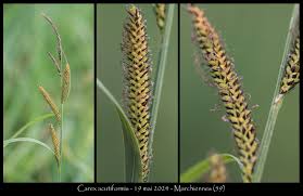 Attēlu rezultāti vaicājumam “Carex acutiformis”