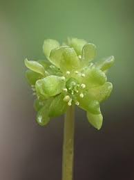 Attēlu rezultāti vaicājumam “Adoxa moschatellina flower”