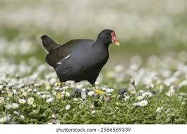 Attēlu rezultāti vaicājumam “Gallinula chloropus adult”