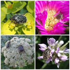 Attēlu rezultāti vaicājumam “Oxythyrea funesta”