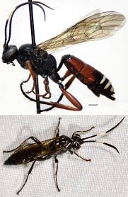 Attēlu rezultāti vaicājumam “Eulithis sp.”