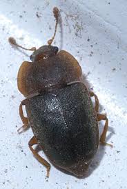 Attēlu rezultāti vaicājumam “Epuraea sp.”