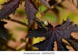 Attēlu rezultāti vaicājumam “Diaea dorsata male”