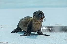 Image result for Zalophus californianus