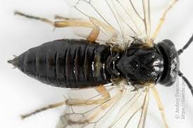 Attēlu rezultāti vaicājumam “Pontania proxima”