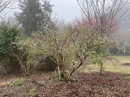 Attēlu rezultāti vaicājumam “Lonicera”