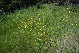 Attēlu rezultāti vaicājumam “Leontodon hispidus fruit”