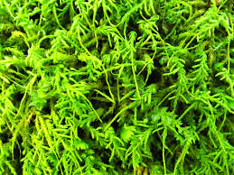 Attēlu rezultāti vaicājumam “Anomodon attenuatus”