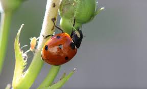Attēlu rezultāti vaicājumam “Coccinellidae”