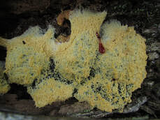 Attēlu rezultāti vaicājumam “Badhamia affinis spores”