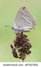 Attēlu rezultāti vaicājumam “Favonius quercus underside”