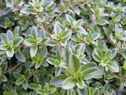 Attēlu rezultāti vaicājumam “Thymus pulegioides leaf”