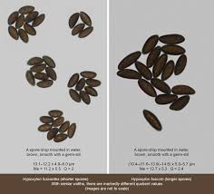 Attēlu rezultāti vaicājumam “Hypoxylon fuscum”