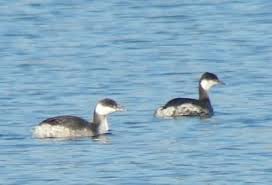 Image result for Podiceps auritus