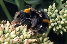 Attēlu rezultāti vaicājumam “Bombus terrestris”
