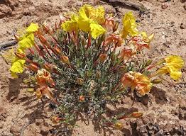 Attēlu rezultāti vaicājumam “Oenothera rubricauli”