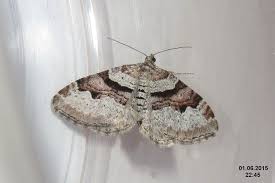 Attēlu rezultāti vaicājumam “Xanthorhoe designata”