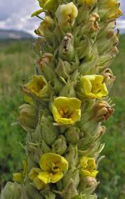 Attēlu rezultāti vaicājumam “Verbascum thapsus flower”