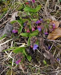 Attēlu rezultāti vaicājumam “Pulmonaria obscura leaf”