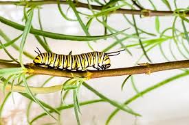 Image result for monarch caterpillar