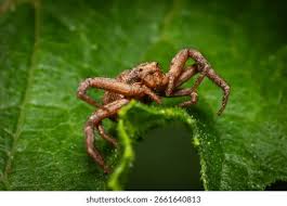 Attēlu rezultāti vaicājumam “Thomisidae”