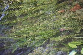 Attēlu rezultāti vaicājumam “Hydrilla verticillata”