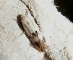 Attēlu rezultāti vaicājumam “Elachista maculicerusella”