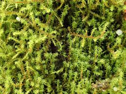 Attēlu rezultāti vaicājumam “Scapania undulata”