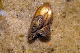 Attēlu rezultāti vaicājumam “Dreissena polymorpha”