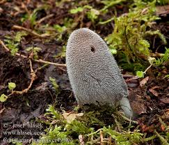 Attēlu rezultāti vaicājumam “Coprinus lagopus”