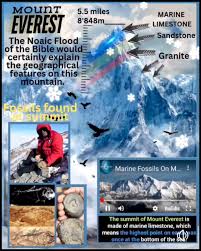 Image result for mountain top seashell