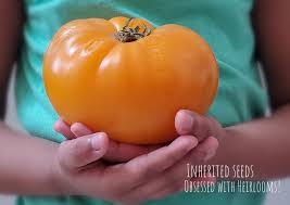 Afbeeldingsresultaat voor amana orange beefsteak tomato