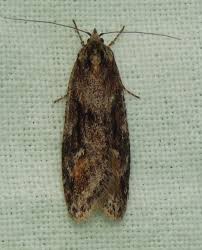 Attēlu rezultāti vaicājumam “Semioscopis oculella”