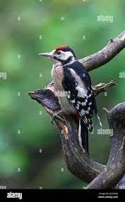 Attēlu rezultāti vaicājumam “Dendrocopos major juvenile”