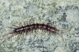 Attēlu rezultāti vaicājumam “Lithobius forficatus”