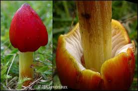 Attēlu rezultāti vaicājumam “Hygrocybe pseudoconica”