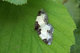 Attēlu rezultāti vaicājumam “Mesoleuca albicillata”