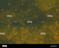 Image result for Eugerres plumieri