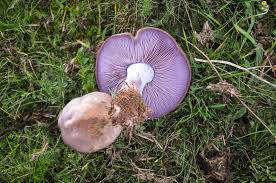 Attēlu rezultāti vaicājumam “Lepista nuda”