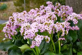 Image result for Bergenie