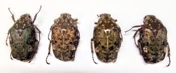 Attēlu rezultāti vaicājumam “Pachyta quadrimaculata”