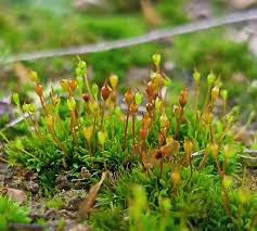 Attēlu rezultāti vaicājumam “Pottiales”