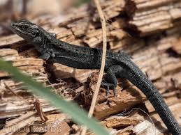 Attēlu rezultāti vaicājumam “Lacerta vivipara female”