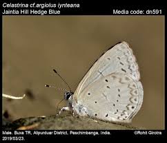 Attēlu rezultāti vaicājumam “Celastrina argiolus male”